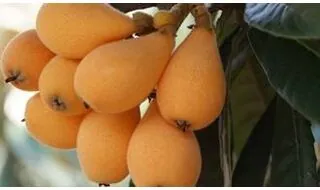 Loquat fruit trees