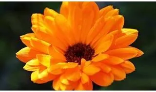 Marigold Flower Seeds