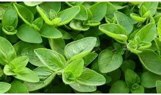 Marjoram plants