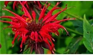 Monarda plants