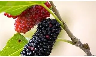 Mulberry fruit trees