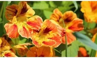 Nasturtium Flower Seeds