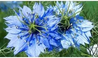 Nigella Flower Seeds