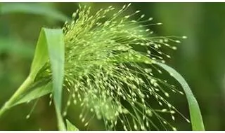 Panicum plants