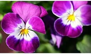 Pansy Flower Seeds