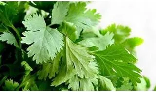 Parsley plants