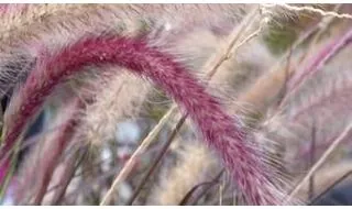 Pennisetum plants