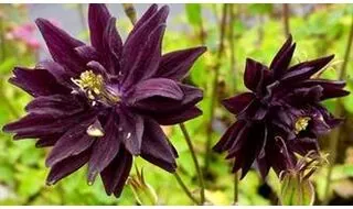 Perennials with black flowers