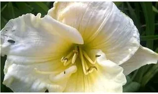 Perennials with cream flowers