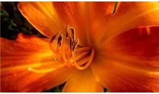 Perennials with orange flowers