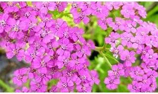 Perennials with pink flowers