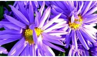 Perennials with purple flowers