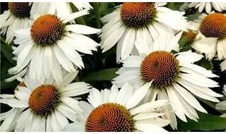 Perennials with white flowers