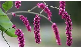 Persicaria plants