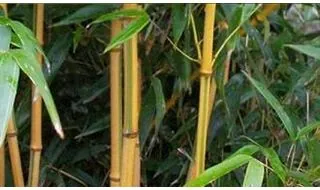 Phyllostachys