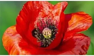 Poppy Flower Seeds