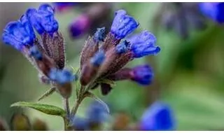 Pulmonaria plants