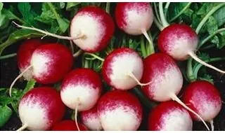 Best Selling Vegetable Seeds