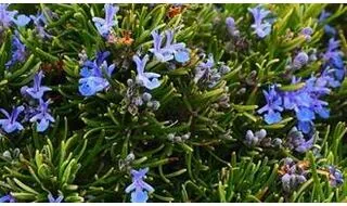 Rosemary herb plants