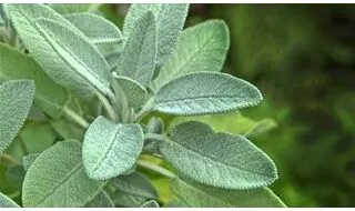 Sage herb plants