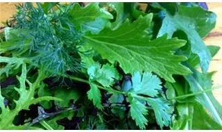 Salad Leaf Seeds