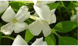 Scented climbing plants