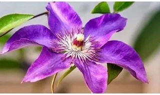 Shop all climbing plants