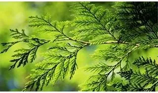 Shop all conifer plants