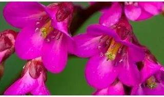 Small and Dwarf Perennials