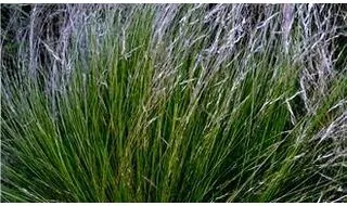 Stipa plants