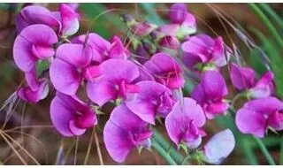 Sweet Pea Seeds