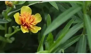 Tarragon plants