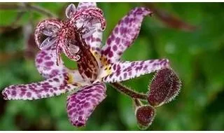 Tricyrtis plants