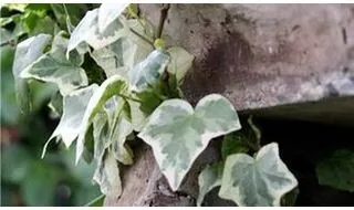 Variegated climbing plants