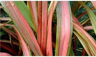 Variegated grass plants