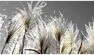 Wispy grass plants