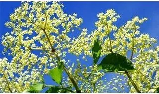 Autumn flowering shrubs