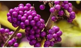 Berrying shrubs