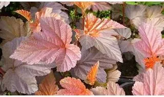 Deciduous shrubs