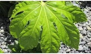 Foliage plants