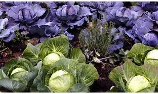 Kitchen garden plants