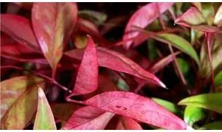 Nandina