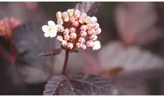 Physocarpus