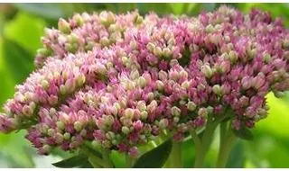 Plants for a roof garden