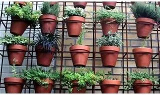 Plants for small urban gardens