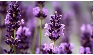 Plants with Fragrant Flowers