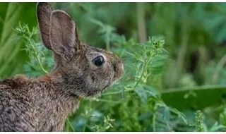 Rabbit resistant plants