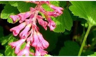 Flowering currant (Ribes)