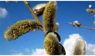 Salix (willow) shrubs