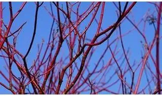 Shrubs with attractive bark